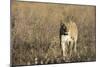 Lion (Panthera leo), Savuti, Chobe National Park, Botswana, Africa-Sergio Pitamitz-Mounted Photographic Print