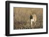 Lion (Panthera leo), Savuti, Chobe National Park, Botswana, Africa-Sergio Pitamitz-Framed Photographic Print