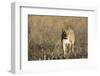 Lion (Panthera leo), Savuti, Chobe National Park, Botswana, Africa-Sergio Pitamitz-Framed Photographic Print