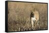 Lion (Panthera leo), Savuti, Chobe National Park, Botswana, Africa-Sergio Pitamitz-Framed Stretched Canvas