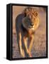 Lion, (Panthera Leo), Savuti, Chobe National Park, Botswana-Thorsten Milse-Framed Stretched Canvas