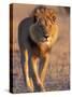 Lion, (Panthera Leo), Savuti, Chobe National Park, Botswana-Thorsten Milse-Stretched Canvas