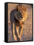 Lion, (Panthera Leo), Savuti, Chobe National Park, Botswana-Thorsten Milse-Framed Stretched Canvas