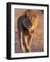 Lion, (Panthera Leo), Savuti, Chobe National Park, Botswana-Thorsten Milse-Framed Photographic Print