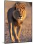 Lion, (Panthera Leo), Savuti, Chobe National Park, Botswana-Thorsten Milse-Mounted Photographic Print