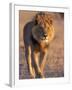 Lion, (Panthera Leo), Savuti, Chobe National Park, Botswana-Thorsten Milse-Framed Photographic Print