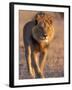 Lion, (Panthera Leo), Savuti, Chobe National Park, Botswana-Thorsten Milse-Framed Photographic Print