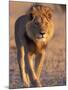 Lion, (Panthera Leo), Savuti, Chobe National Park, Botswana-Thorsten Milse-Mounted Photographic Print