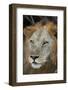 Lion (Panthera leo), Selous Game Reserve, Tanzania, East Africa, Africa-James Hager-Framed Photographic Print