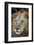 Lion (Panthera leo), Selous Game Reserve, Tanzania, East Africa, Africa-James Hager-Framed Photographic Print