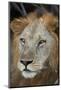 Lion (Panthera leo), Selous Game Reserve, Tanzania, East Africa, Africa-James Hager-Mounted Photographic Print