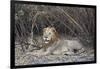 Lion (Panthera leo), Selous Game Reserve, Tanzania, East Africa, Africa-James Hager-Framed Photographic Print