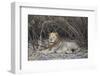 Lion (Panthera leo), Selous Game Reserve, Tanzania, East Africa, Africa-James Hager-Framed Photographic Print
