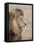 Lion (Panthera Leo), Serengeti National Park, Tanzania, East Africa, Africa-James Hager-Framed Stretched Canvas