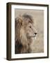 Lion (Panthera Leo), Serengeti National Park, Tanzania, East Africa, Africa-James Hager-Framed Photographic Print