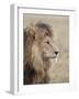 Lion (Panthera Leo), Serengeti National Park, Tanzania, East Africa, Africa-James Hager-Framed Photographic Print