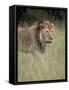 Lion (Panthera Leo), Serengeti National Park, Tanzania, East Africa, Africa-James Hager-Framed Stretched Canvas