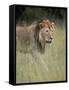 Lion (Panthera Leo), Serengeti National Park, Tanzania, East Africa, Africa-James Hager-Framed Stretched Canvas