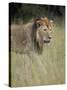 Lion (Panthera Leo), Serengeti National Park, Tanzania, East Africa, Africa-James Hager-Stretched Canvas