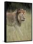 Lion (Panthera Leo), Serengeti National Park, Tanzania, East Africa, Africa-James Hager-Framed Stretched Canvas