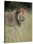 Lion (Panthera Leo), Serengeti National Park, Tanzania, East Africa, Africa-James Hager-Stretched Canvas
