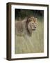 Lion (Panthera Leo), Serengeti National Park, Tanzania, East Africa, Africa-James Hager-Framed Photographic Print