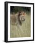 Lion (Panthera Leo), Serengeti National Park, Tanzania, East Africa, Africa-James Hager-Framed Photographic Print