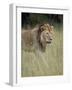 Lion (Panthera Leo), Serengeti National Park, Tanzania, East Africa, Africa-James Hager-Framed Photographic Print