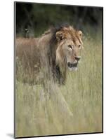 Lion (Panthera Leo), Serengeti National Park, Tanzania, East Africa, Africa-James Hager-Mounted Photographic Print