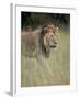 Lion (Panthera Leo), Serengeti National Park, Tanzania, East Africa, Africa-James Hager-Framed Photographic Print