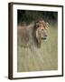 Lion (Panthera Leo), Serengeti National Park, Tanzania, East Africa, Africa-James Hager-Framed Photographic Print