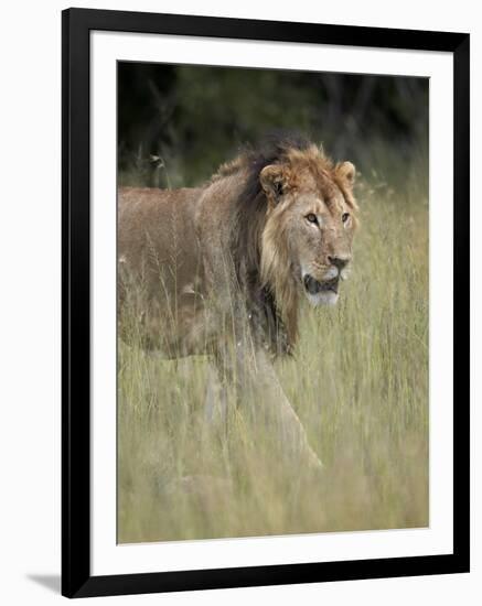 Lion (Panthera Leo), Serengeti National Park, Tanzania, East Africa, Africa-James Hager-Framed Photographic Print