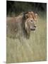 Lion (Panthera Leo), Serengeti National Park, Tanzania, East Africa, Africa-James Hager-Mounted Photographic Print