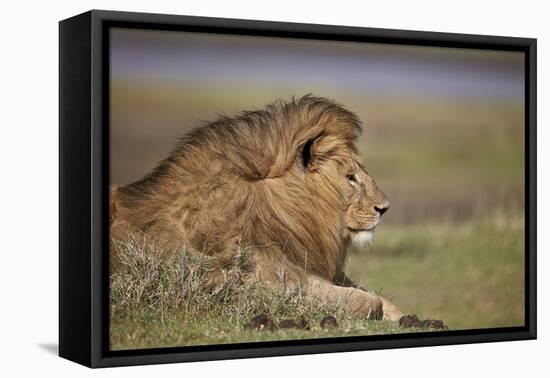 Lion (Panthera Leo), Serengeti National Park, Tanzania, East Africa, Africa-James Hager-Framed Stretched Canvas