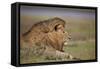 Lion (Panthera Leo), Serengeti National Park, Tanzania, East Africa, Africa-James Hager-Framed Stretched Canvas