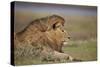 Lion (Panthera Leo), Serengeti National Park, Tanzania, East Africa, Africa-James Hager-Stretched Canvas