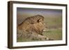 Lion (Panthera Leo), Serengeti National Park, Tanzania, East Africa, Africa-James Hager-Framed Photographic Print