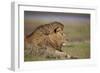 Lion (Panthera Leo), Serengeti National Park, Tanzania, East Africa, Africa-James Hager-Framed Photographic Print