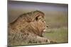 Lion (Panthera Leo), Serengeti National Park, Tanzania, East Africa, Africa-James Hager-Mounted Photographic Print