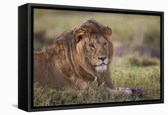 Lion (Panthera Leo), Serengeti National Park, Tanzania, East Africa, Africa-James Hager-Framed Stretched Canvas
