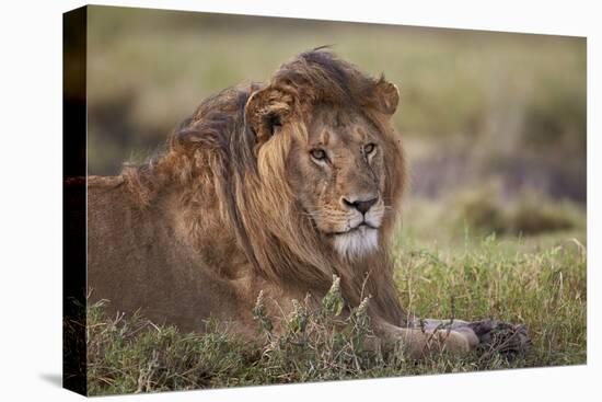 Lion (Panthera Leo), Serengeti National Park, Tanzania, East Africa, Africa-James Hager-Stretched Canvas