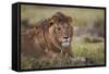 Lion (Panthera Leo), Serengeti National Park, Tanzania, East Africa, Africa-James Hager-Framed Stretched Canvas