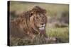 Lion (Panthera Leo), Serengeti National Park, Tanzania, East Africa, Africa-James Hager-Stretched Canvas