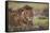 Lion (Panthera Leo), Serengeti National Park, Tanzania, East Africa, Africa-James Hager-Framed Stretched Canvas