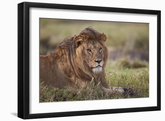 Lion (Panthera Leo), Serengeti National Park, Tanzania, East Africa, Africa-James Hager-Framed Photographic Print