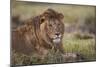 Lion (Panthera Leo), Serengeti National Park, Tanzania, East Africa, Africa-James Hager-Mounted Photographic Print