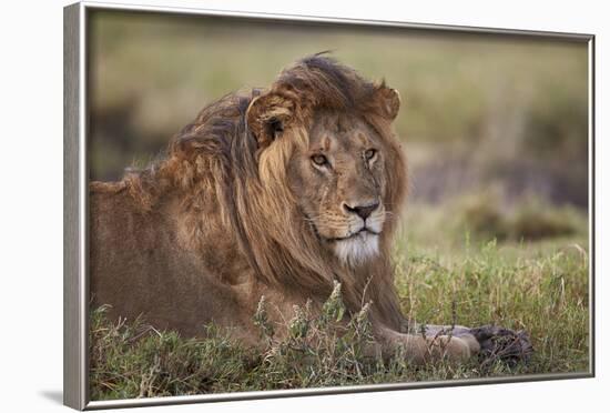 Lion (Panthera Leo), Serengeti National Park, Tanzania, East Africa, Africa-James Hager-Framed Photographic Print