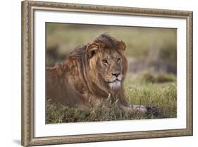 Lion (Panthera Leo), Serengeti National Park, Tanzania, East Africa, Africa-James Hager-Framed Photographic Print