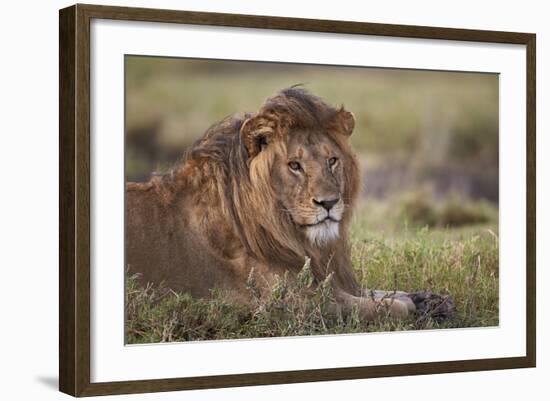 Lion (Panthera Leo), Serengeti National Park, Tanzania, East Africa, Africa-James Hager-Framed Photographic Print