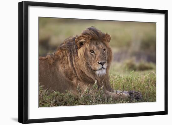 Lion (Panthera Leo), Serengeti National Park, Tanzania, East Africa, Africa-James Hager-Framed Photographic Print